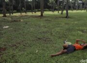 **7 Taman Eksotis di Jakarta Utara, Nikmati Liburan Gratis Bersama Keluarga**