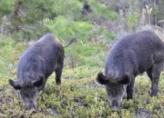 Warlok Resah Turis-Turis Memburu Babi Hutan buat Selfie – Update 1