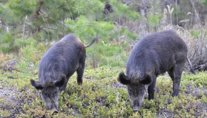 Warlok Resah Turis-Turis Memburu Babi Hutan buat Selfie – Update 1