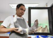 **Penyelidikan Fosil Gajah 800 Ribu Tahun di Bandung, Menariknya Sejarah alam!**