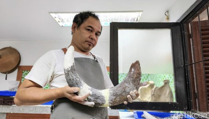 **Penyelidikan Fosil Gajah 800 Ribu Tahun di Bandung, Menariknya Sejarah alam!**