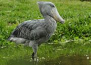 **Moment Langka: Burung Shoebill di Kapal Wisata Uganda**