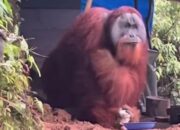 **Pemuda Beri Makan Orangutan di Hutan Viral, Eksplorasi Aceh dengan Video Menarik!**