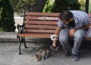 **Kota Ramah Kucing: Surga bagi Pecinta Kucing di Dunia**