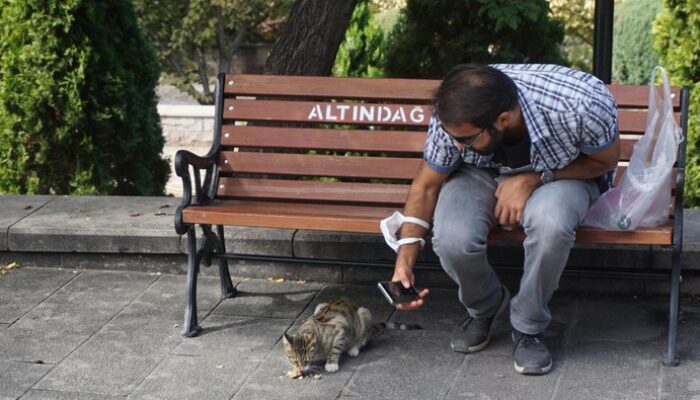 **Kota Ramah Kucing: Surga bagi Pecinta Kucing di Dunia**