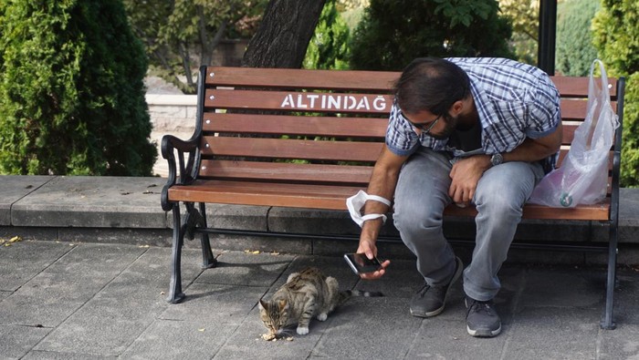 **Kota Ramah Kucing: Surga bagi Pecinta Kucing di Dunia**