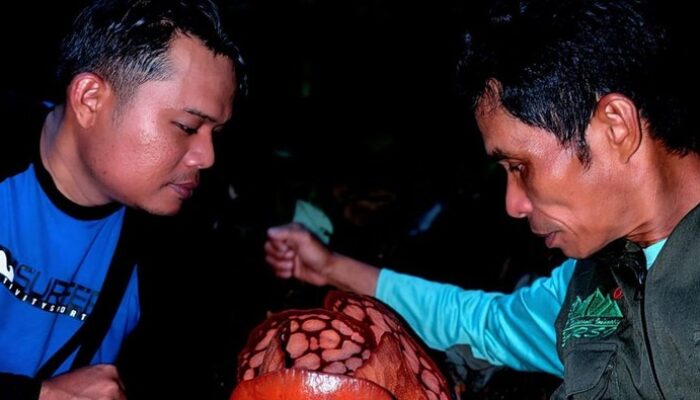 [Fakta Hutan Hujan, Sumpur Kudus, Lokasi Rafflesia Hasseltii Ditemukan]