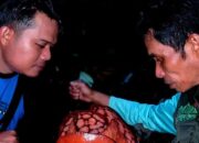 **Rafflesia Hasseltii di Hutan Sumpur Kudus: Pesona Hutan Nagari yang Eksotis**