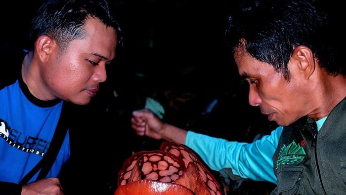 **Rafflesia Hasseltii di Hutan Sumpur Kudus: Pesona Hutan Nagari yang Eksotis**