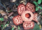 **Nggak Cuma 1, Indonesia Punya 16 Spesies Rafflesia, Ditemukan di Daerah yang Berbeda**