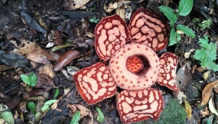 **Nggak Cuma 1, Indonesia Punya 16 Spesies Rafflesia, Ditemukan di Daerah yang Berbeda**