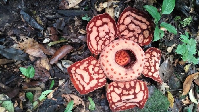 **Nggak Cuma 1, Indonesia Punya 16 Spesies Rafflesia, Ditemukan di Daerah yang Berbeda**