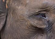 #SaveTNTN: Gajah Sumatra di Tepi Kehancuran