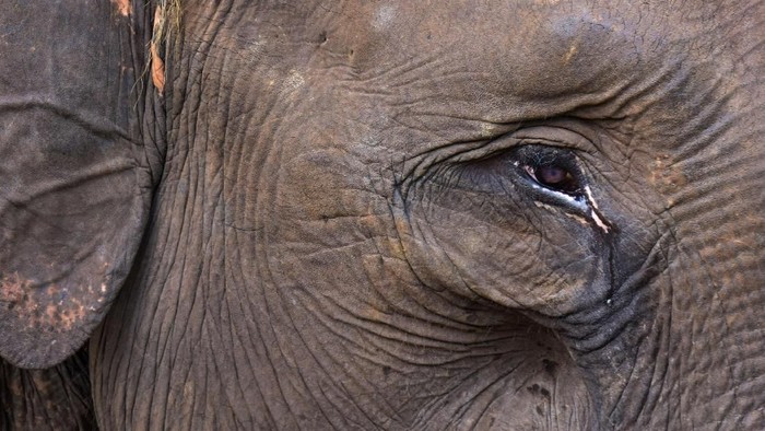 #SaveTNTN: Gajah Sumatra di Tepi Kehancuran