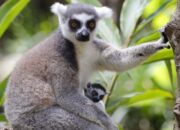 “Lemur di Ambang Kehancuran: Dampak Mengerikan Konsumsi Daging Manusia”