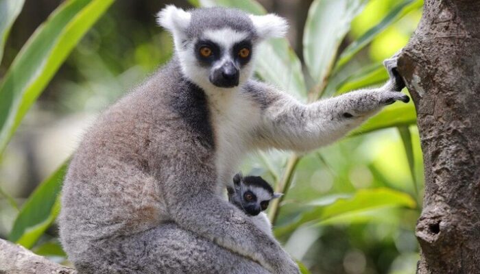 “Lemur di Ambang Kehancuran: Dampak Mengerikan Konsumsi Daging Manusia”
