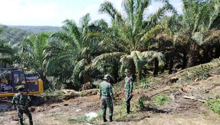 Eksplorasi Tesso Nilo: Keajaiban Alam dan Perjuangan untuk Konservasi