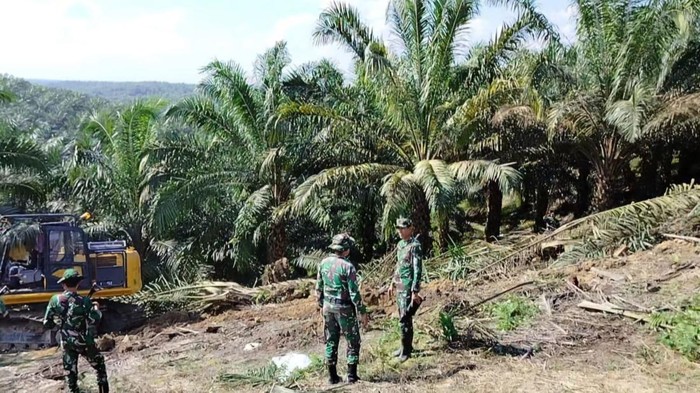 Eksplorasi Tesso Nilo: Keajaiban Alam dan Perjuangan untuk Konservasi