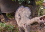 **Konflik TN Tesso Nilo Tak Meredupkan Pesona Wisata Alamnya**