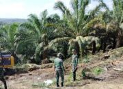 **Tesso Nilo di Titik Genting: Kebun atau Hutan?**