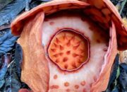 Menemukan Rafflesia Hasseltii di Hutan Hujan Sumatera: Perjalanan Eksotis dan Menantang