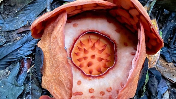Menemukan Rafflesia Hasseltii di Hutan Hujan Sumatera: Perjalanan Eksotis dan Menantang