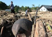 **Warga Aceh Terkejut Ada Gajah Mati Tertimbun Kayu: Peristiwa Mengejutkan di Aceh yang Wajib Diketahui**