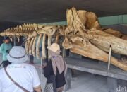 Melihat Kerangka Paus di Museum Ikan Paus di Pulau Tidung – Update 1