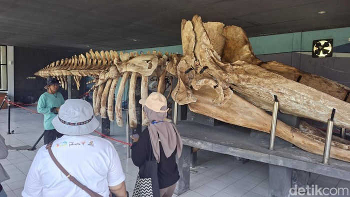Melihat Kerangka Paus di Museum Ikan Paus di Pulau Tidung - Update 1