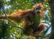 **Exploring Batang Toru: A Hidden Haven for Adventurers**