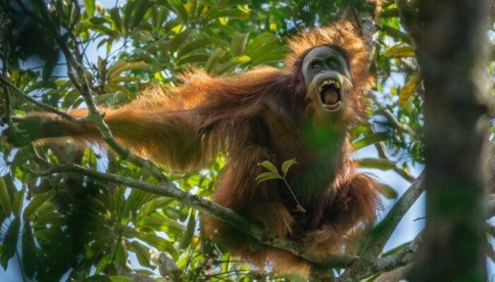 **Exploring Batang Toru: A Hidden Haven for Adventurers**