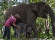 “Menjelajahi TN Tesso Nilo: Habitat Gajah Sumatera yang Terancam”