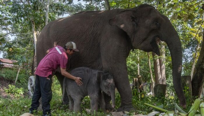 “Menjelajahi TN Tesso Nilo: Habitat Gajah Sumatera yang Terancam”