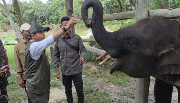 “Langkah Menhut Pulihkan TN Tesso Nilo: Menyelamatkan Rumah Gajah Sumatera dari Kebangkrutan”