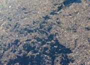 Tak Hanya ke Sungai, Kayu Gelondongan Juga Hanyut ke Danau Singkarak – Update 1