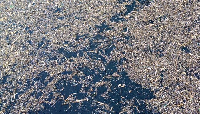 Tak Hanya ke Sungai, Kayu Gelondongan Juga Hanyut ke Danau Singkarak – Update 1