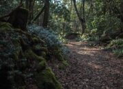 “Minum Sajen di Hutan Aokigahara: Tradisi Controversial yang Dikecam Turis”