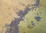“Banjir Bawa Misteri Kayu Gelondongan, Pakar UI Ungkap Dampak Lingkungan yang Mengejutkan”