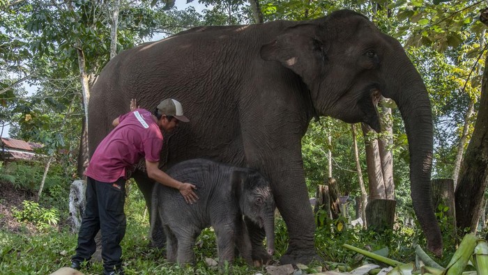 **Menyaksikan Harmoni Alam di TN Tesso Nilo: Manusia dan Gajah Hidup Berdampingan**