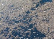 **Terpopuler: Tumpukan Gelondongan Kayu di Pantai Air Tawar dan Danau Singkarak**