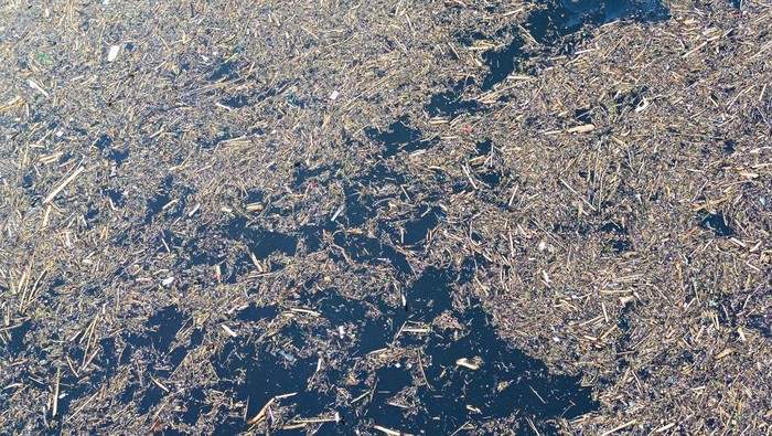 **Terpopuler: Tumpukan Gelondongan Kayu di Pantai Air Tawar dan Danau Singkarak**