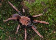 **Mengenal Laba-Laba Pemakan Burung, Eksotis dari Papua**