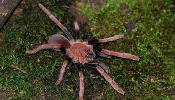 **Mengenal Laba-Laba Pemakan Burung, Eksotis dari Papua**