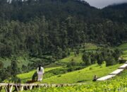 Kebun Teh Pangalengan Banyak Dialihfungsikan, Walhi Minta PTPN Diaudit! – Update 1