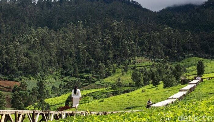 Kebun Teh Pangalengan Banyak Dialihfungsikan, Walhi Minta PTPN Diaudit! – Update 1