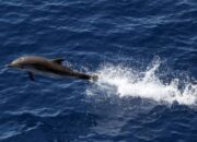 **Mimmo, Lumba-Lumba Mempesona di Laguna Venesia yang Menarik Perhatian Wisatawan**