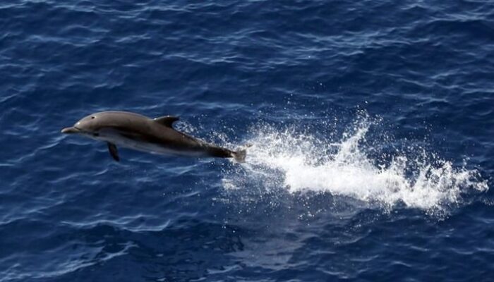 **Mimmo, Lumba-Lumba Mempesona di Laguna Venesia yang Menarik Perhatian Wisatawan**