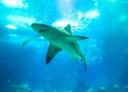 Liburan Berujung Petaka: Hiu Menyerang Turis China Saat Membuat Konten