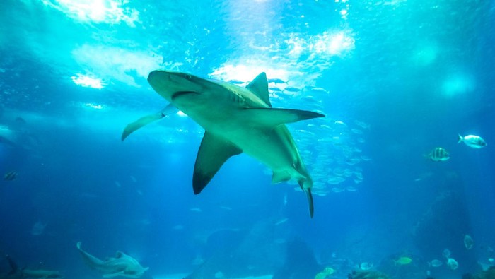 Liburan Berujung Petaka: Hiu Menyerang Turis China Saat Membuat Konten