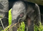 Gajah Baru Lahir di Padang Sugihan, Menambah Keindahan Travelmu!